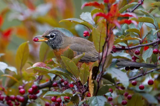 Rouges Gorges  Ces Aliments Qu'il Ne Doit Absolument Pas Manger !